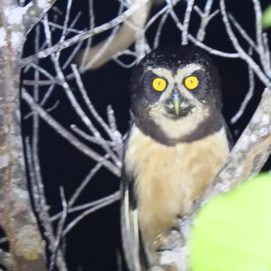 Arua Observacao De Vida Silvestre プライア・ド・フォルテ エクステリア 写真