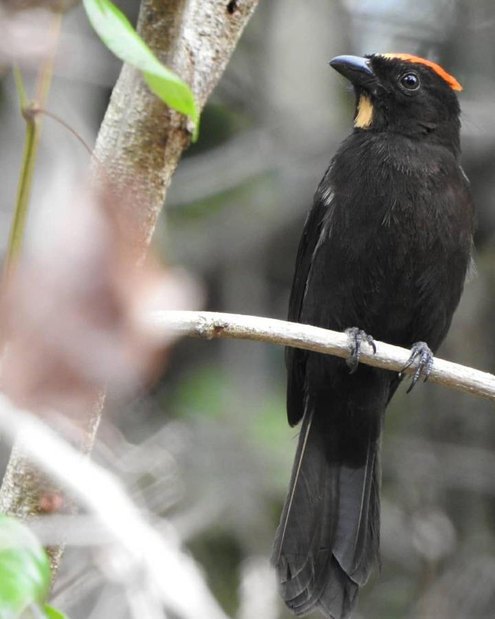Arua Observacao De Vida Silvestre プライア・ド・フォルテ エクステリア 写真