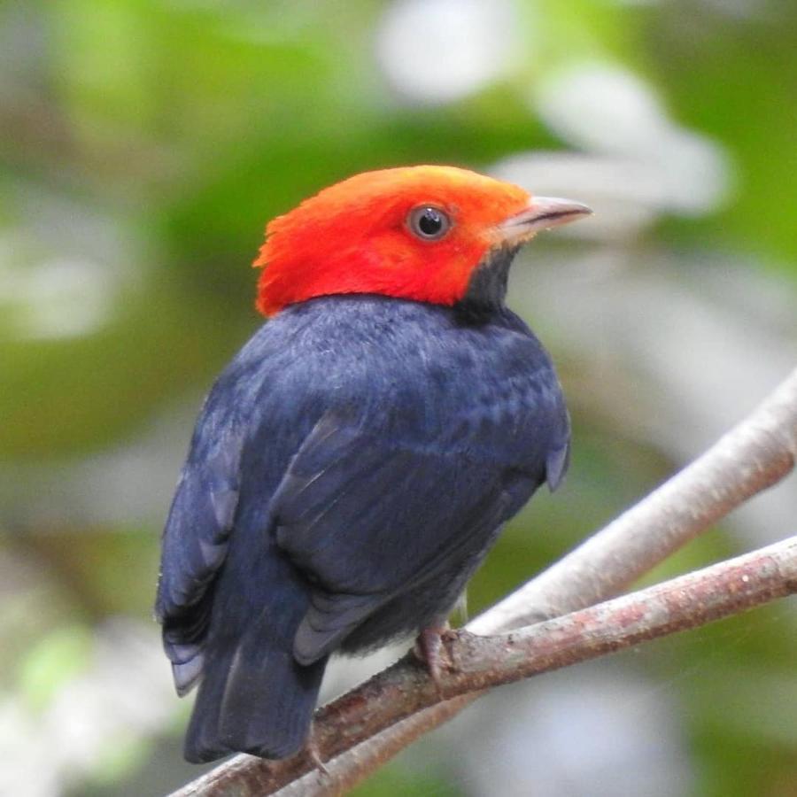 Arua Observacao De Vida Silvestre プライア・ド・フォルテ エクステリア 写真