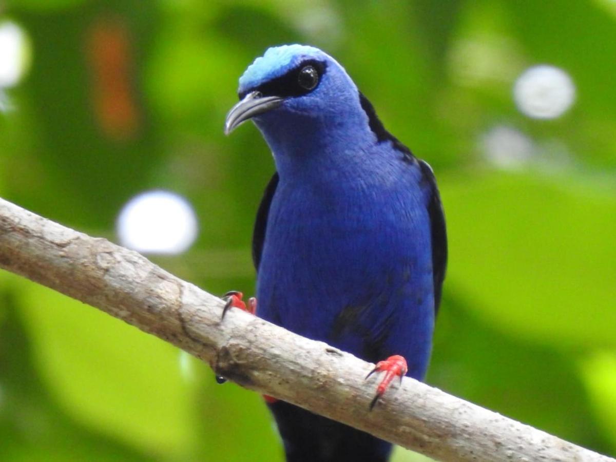 Arua Observacao De Vida Silvestre プライア・ド・フォルテ エクステリア 写真