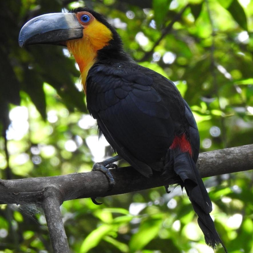 Arua Observacao De Vida Silvestre プライア・ド・フォルテ エクステリア 写真